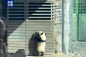 旅德大熊猫双胞胎“梦好”“梦甜”首次户外活动 萌态十足图片