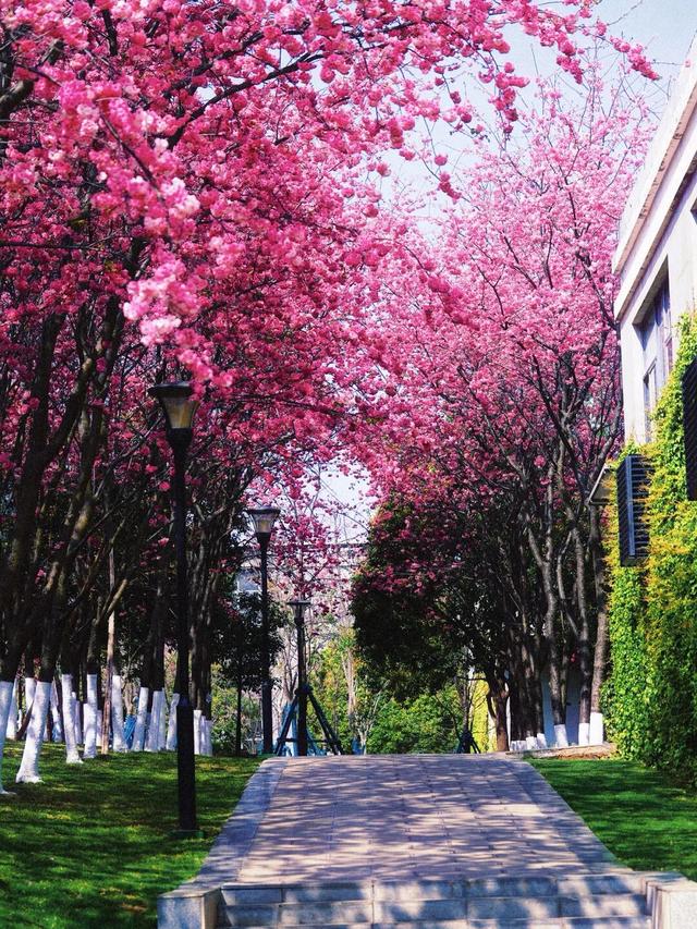 云南的大学有多美！一起来打卡嵩明职教新城樱花盛景