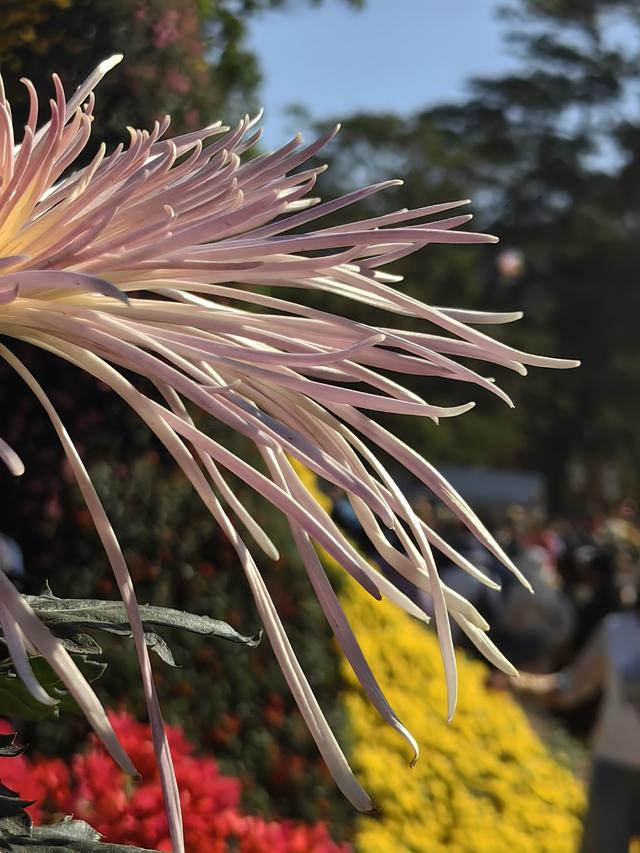 多图直击！第41届深圳东湖公园菊花花会开幕