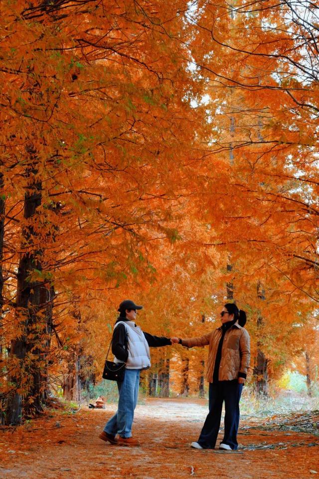 初冬限定！威海藏了片 “红杉秘境”，随手拍都是壁纸级美照