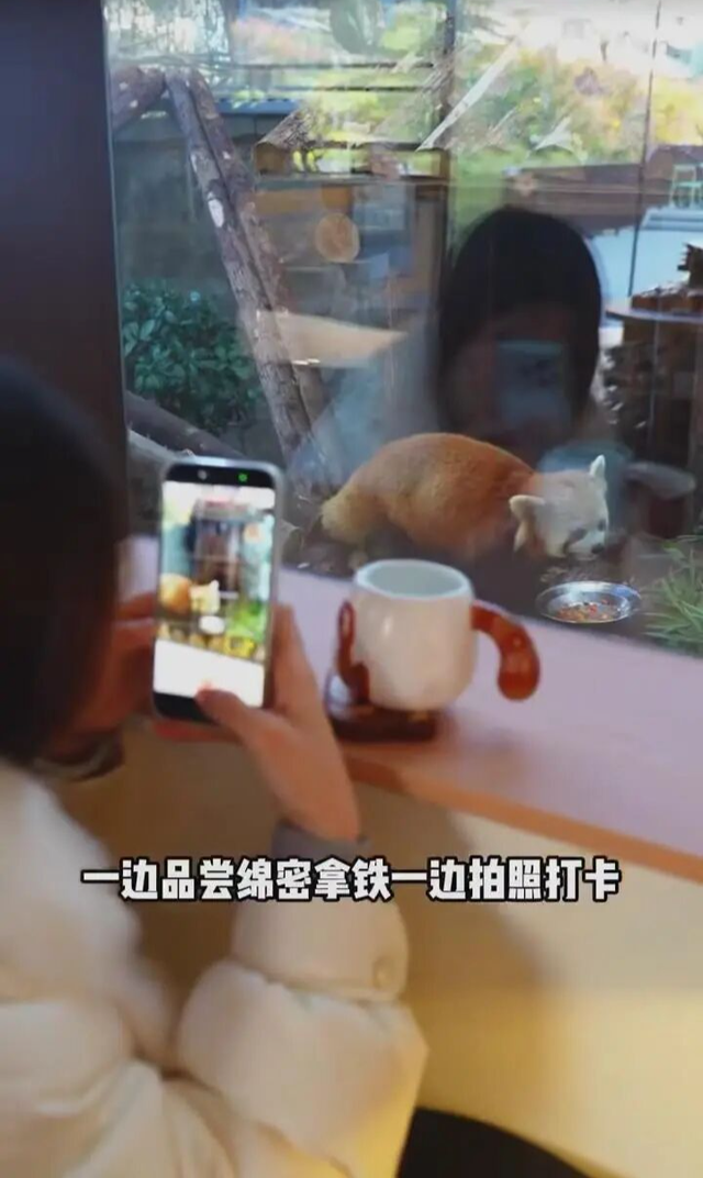 即将爆火！边喝咖啡边看小熊猫！福州熊猫世界这个打卡点，别错过！