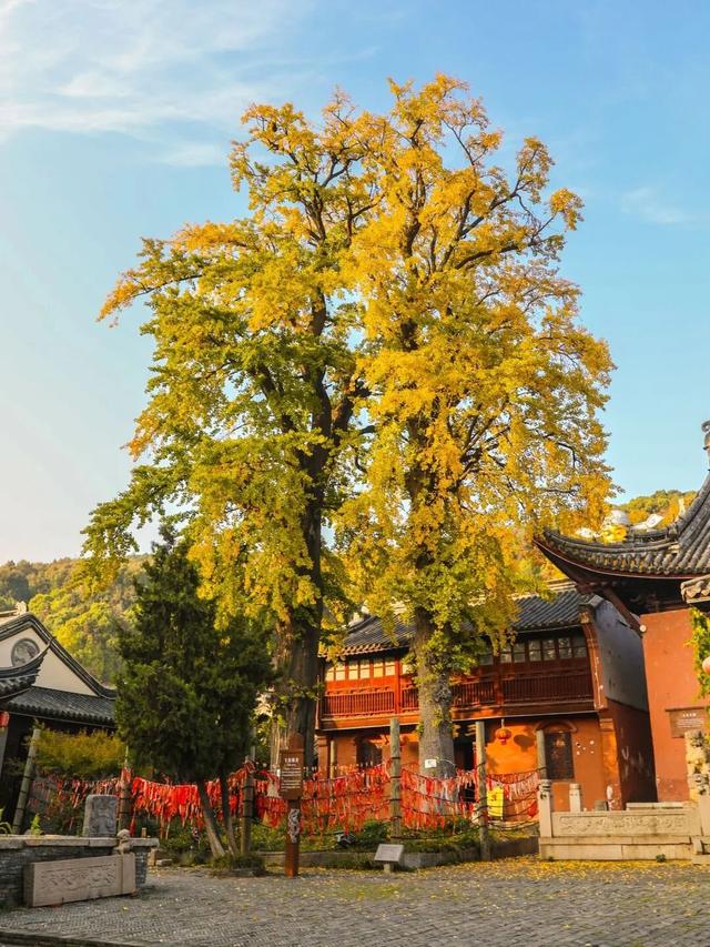 限时绝美！此刻，常州颜值巅峰