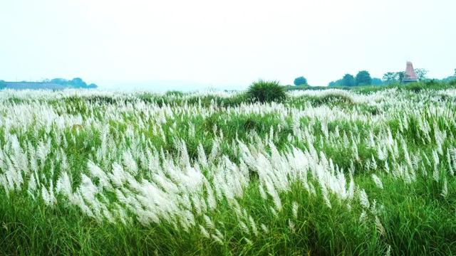 清城芦苇荡：隐藏在城市边缘的秋日童话