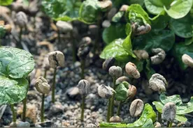 从种子到杯子——云南咖啡“变形记”图片