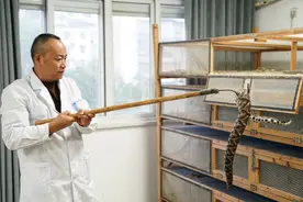 “蛇咬伤人”处置提速：“黄金两小时”压力下的多地应对探索图片