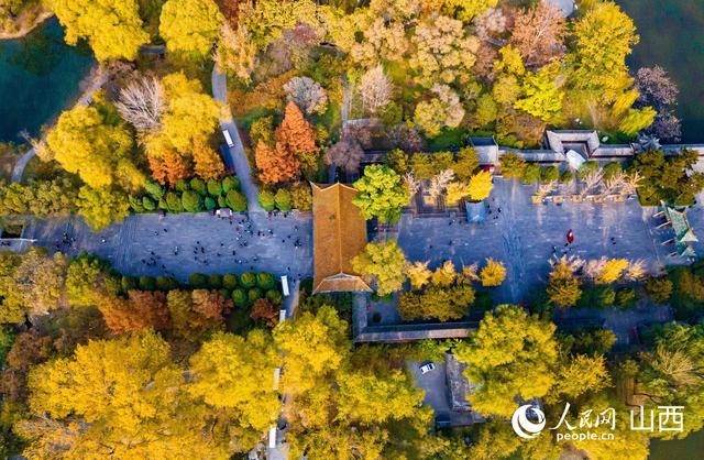 山西太原：秋染晋祠 百年银杏披“金甲”