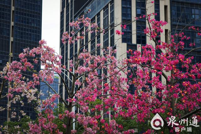 如云似霞！异木棉为道路披上浪漫“粉装”