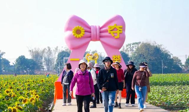 大片向日葵盛开！走！赏花去！