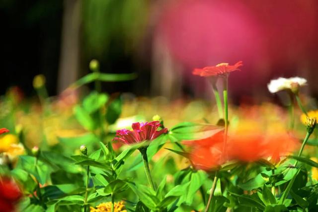 免费打卡5000平方米花海、500个品种菊花……上海“莫奈花园”又上新了！