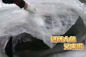 进博“大鱼”它来了！蓝鳍金枪鱼第六次亮相进博图片