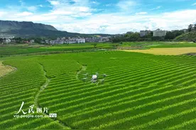 湖南桂阳：植保无人机“赶花”授粉图片