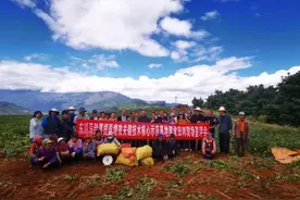 丰收节前，东川红土地大洋芋喜获丰收图片