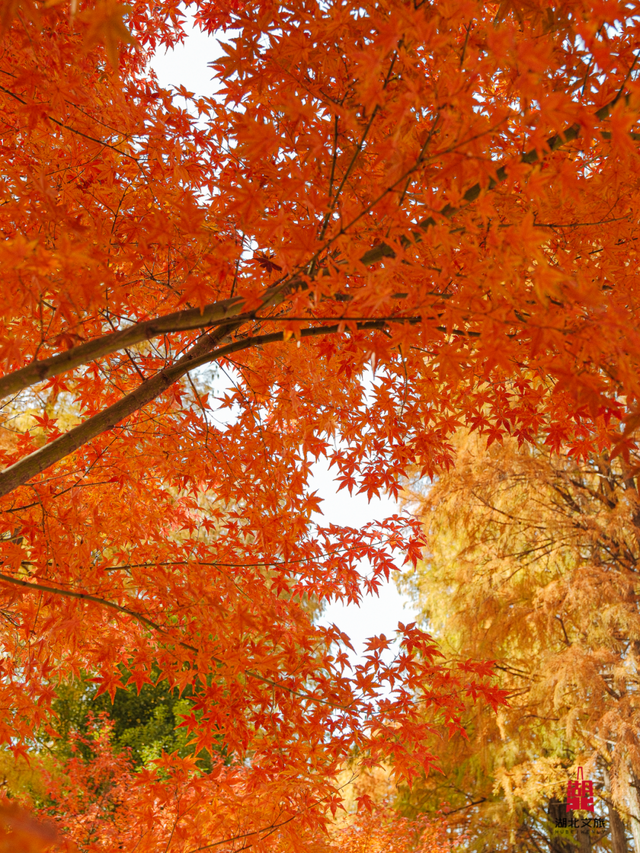 红红红红！红“枫”了！