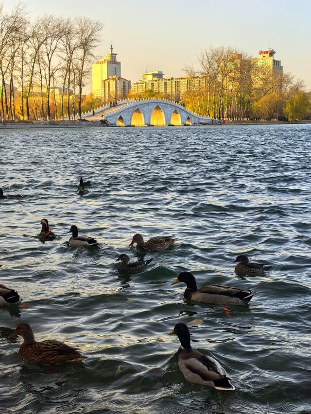 玉渊潭版“金光穿洞”上演，大量水禽都来“观赏”