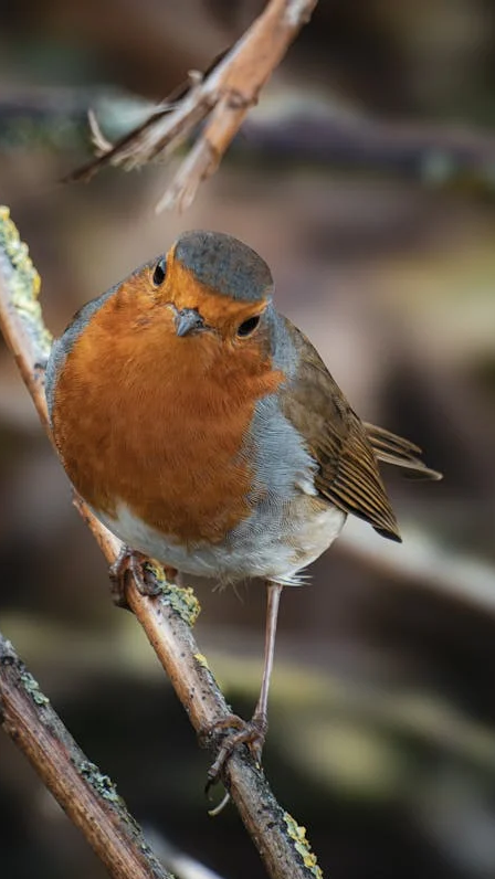 西安冬季观鸟指南 赴一场“飞羽之约”