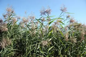 新学期，来做一份芦苇的观察日记？丨小叶子有“花”招图片