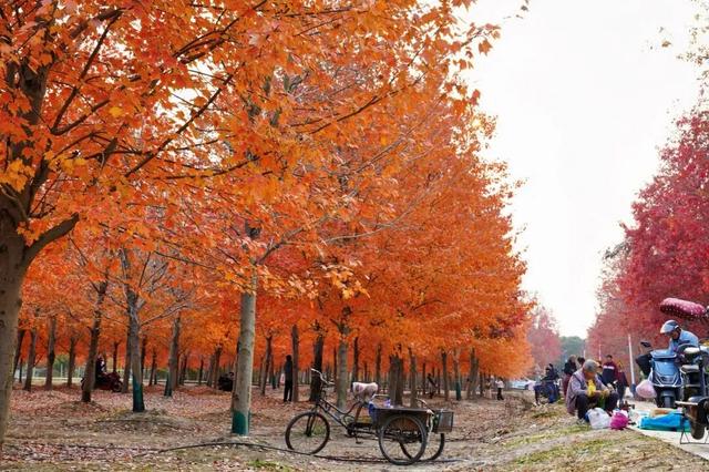 限定美景！听说有人还没去…