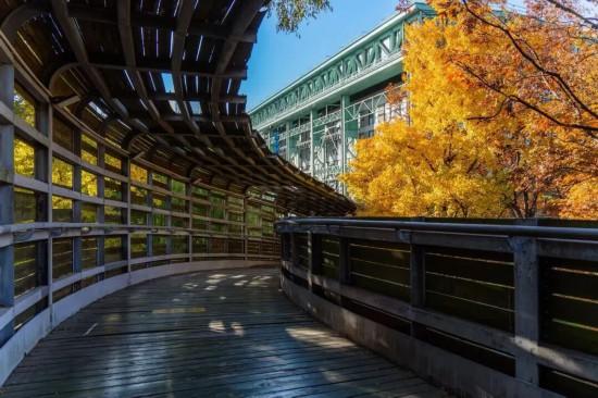 上海银杏浓度已达99％！这份含“金”浪漫别错过