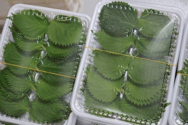 漂亮饭的叶子按片卖