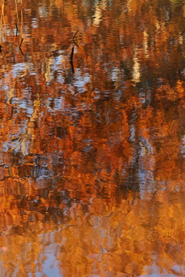 红的黄的绿的！天气这么好，来这些地方看看闵行的秋天吧~