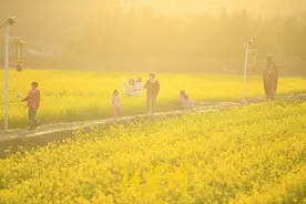 济南吴家堡油菜花盛开醉游人图片