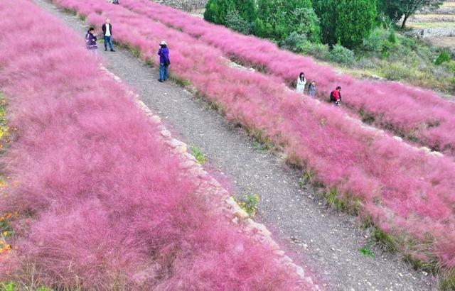 四季流转 多彩枣庄 | 云霞落梯田 粉黛乱子草织就山间浪漫