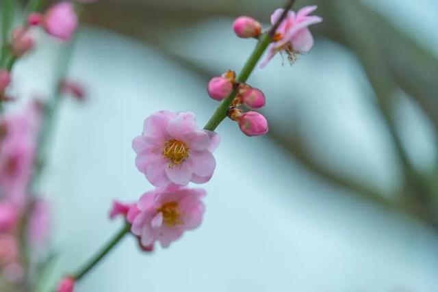 今日腊八｜花粥同赏，岁寒生香！腊八节快来南宁共赴一场早梅之约，就在市区→
