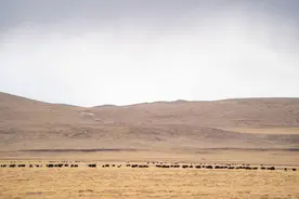 解锁新技能 拓宽增收路——西藏聂荣县牧区采访见闻图片