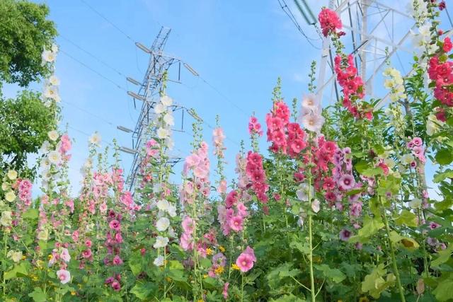 凭实力出圈！静安这座“宝藏公园”获国家级“儿童友好”认证！树屋、滑梯、秋千……太好玩啦