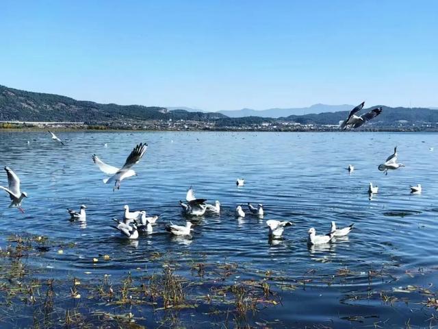 跟着海鸥追鸥气！打卡云南湖光的冬日诗意栖居