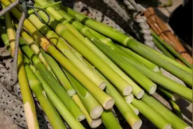 清甜爽脆！上海人的“宝藏零食”甜芦粟成熟上市图片