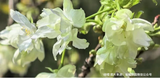 长沙赏樱好去处，这份指南请收下！奔赴城市“限定款”浪漫，不负春日好时光