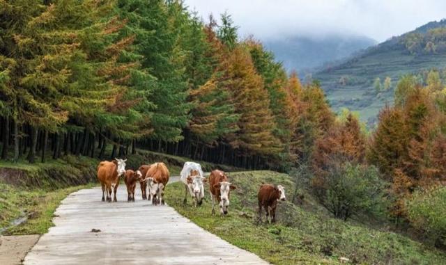 华亭关山多彩林海 解锁陇东最浓秋意