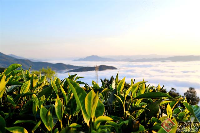 临沧临翔：邦东乡秋茶遇云海 山水画卷醉游人