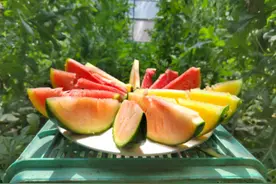 “五色三味”特色西瓜甜蜜上市，采摘期可持续至6月中旬图片