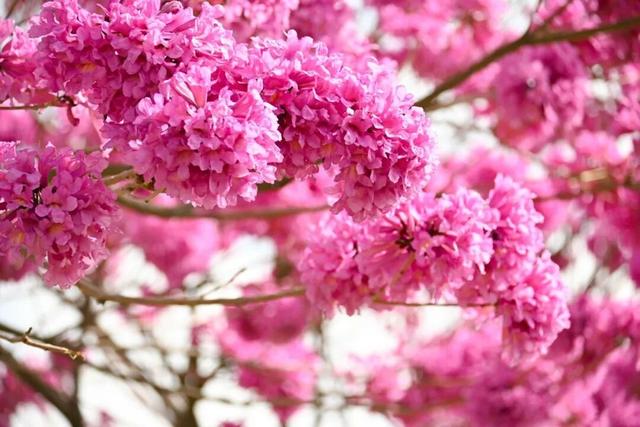 美到上央视！珠海超大花海，开好了！