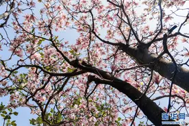 昆明的玉兰花开了，你赏过了吗？图片