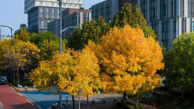 又是一年秋好处