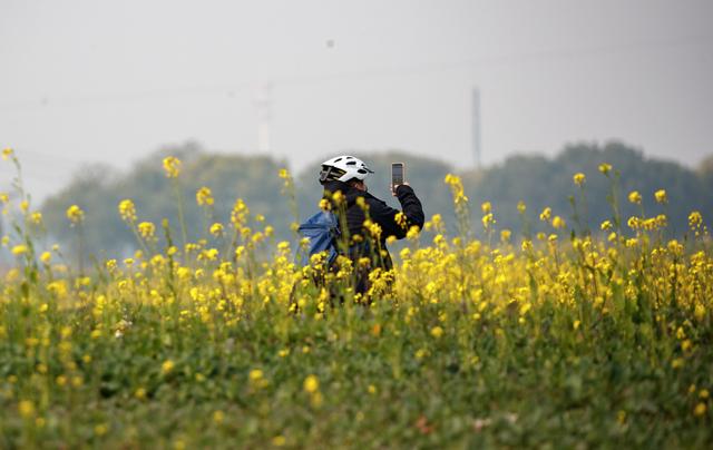 油菜花冬日“抢跑”，花海大片可以整起来了