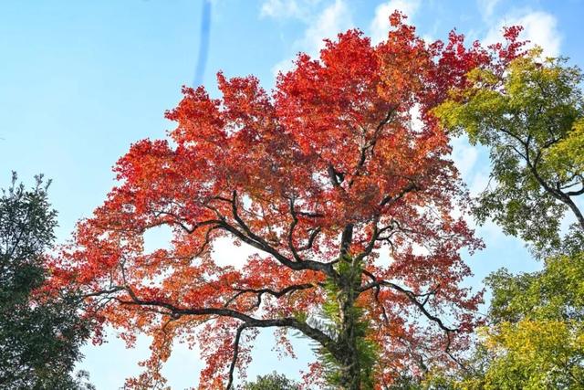 美“枫”了！九峰村迎来颜值巅峰！