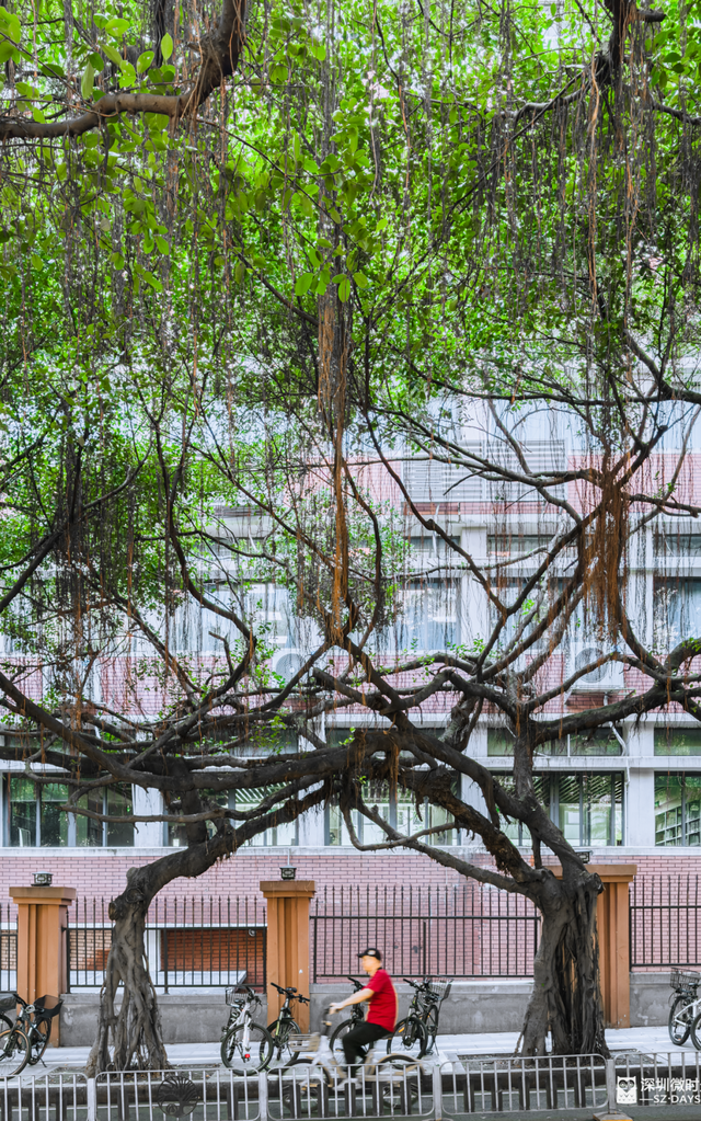 一条荔园路，多少蛇口人的前半生