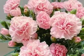 母亲节丨以法之名守护每一位妈妈图片