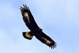 燕都新趣|迁徙季节有哪些鸟类在通州择地而栖图片