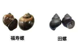 千万别吃！一只含6000条寄生虫！严重可致死图片