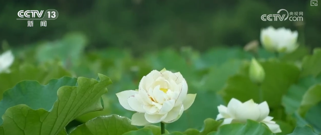 “凉爽+产业”拉动消费“花”样翻新，“荷”你相遇让老产业焕发新活力