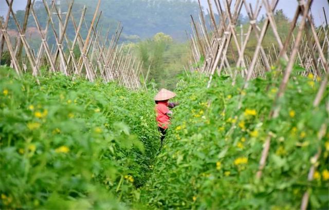 视觉增城｜“果”然有趣！快来正果邂逅甜蜜“丰”景