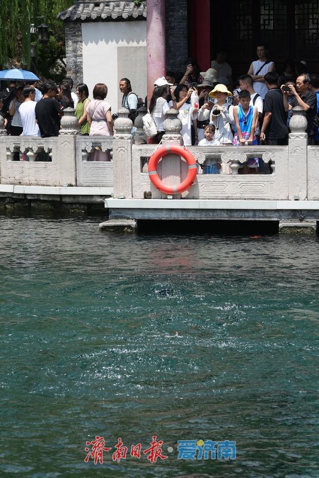 群泉撒欢！济南趵突泉和黑虎泉地下水位两日飙升32厘米和39厘米！