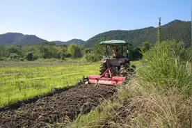 永兴：“稻油”轮作补齐“种植空窗期”，一地多用变“农闲田”为“增收田”图片