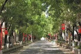 澄城县党家庄村：护好大树让乡愁“有枝可依”图片