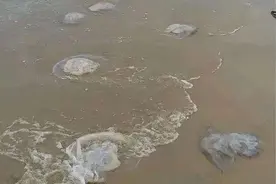 严重可致死！海边消暑警惕“漂亮刺客”图片